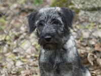 Alex (Middenslagschnauzer)