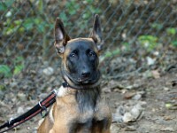 Ayca (Mechelse herder / Hollandse herder)