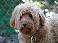 Bailey (Australian labradoodle)