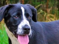 Balu (Kruising (Labrador / Sennenhond)