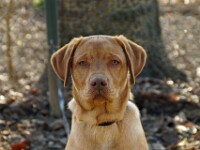 Beer (Labrador retriever)