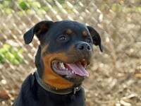 Bella (Rottweiler)
