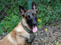 Bibi (Mechelse Herder)