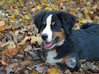 Bo (Berner sennenhond)