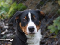 Bobby (Appenzeller sennenhond)