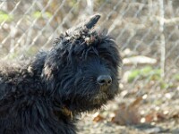 Buddy (Bouvier des Flandres)