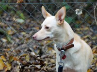 Cesco (Podenco)