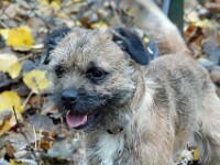 Cicco (Border terriër)