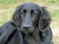 Fien (Flatcoated Retriever)