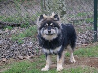 Fin (Finse Lappenhond)