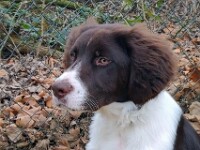 Flynn (Drentsche patrijshond)