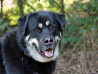 Funs (Bullmastiff-Rottweiler-Husky)