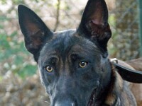 Gino (Mechelse herder)