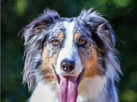 Ivy (Australische herder/Border collie)