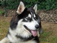 Jax (Siberian Husky / Witte herder)