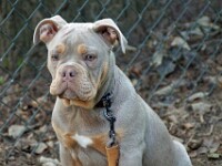 Jip (Old English Bulldog)