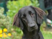 Joeks (Flatcoated retriever)