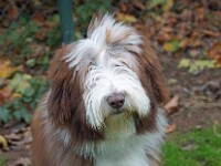 Julie (Bearded Collie)