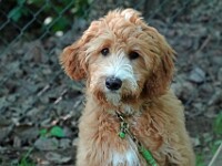 Juno (Australian labradoodle)