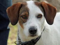 KC (Kruising Jack Russel - Pointer)