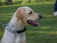 Lana (Labrador retrieverr)