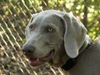 Lara (Weimaraner)