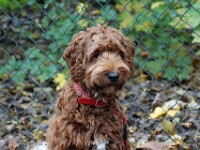Libby (Labradoodle)