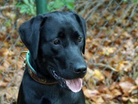 Lobke (Labrador retriever)