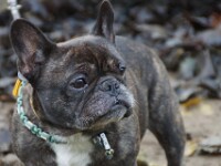 Lola (Franse bulldog)