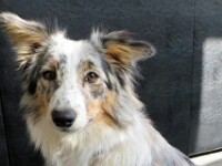 Lotje (Border collie)