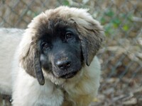 Lotje (Leonberger)