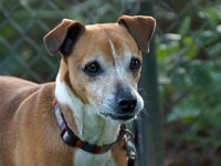 Macho (Spaanse terrier)