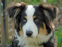 Max (Mini Australian shepperd)