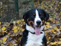 Max (Appenzeller sennenhond)