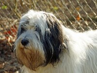 Maya (Polski Owczarek Nizinny)