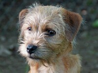 Mees (Hollandse smoushond)