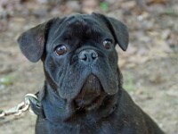 Menno (Franse bulldog)