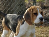 Mila (Beagle)