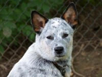 Misty (Australian cattle dog)