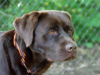 Muffin (Labrador retriever)