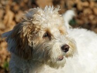 Nala (Labradoodle)