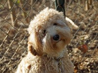 Nomi (Labradoodle)