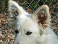 Nova (Zwitserse herder)