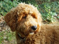 Ollie (Golden doodle)