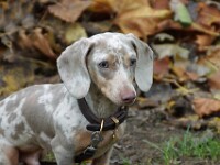 Peppino (Dwergteckel)