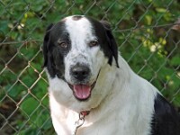 Pixie (Rafeiro do Alentejo)