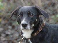 Ruto (Roemeense kruising)