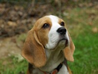 Saar (Beagle)