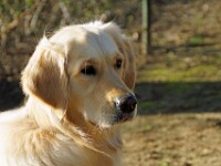 Saartje (Golden retriever)