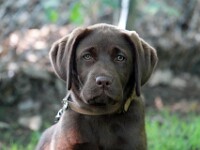 Sam (Labrador retriever)